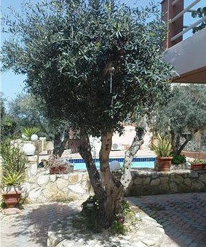 Nea Kydonia Suites & Studios Daratsos Zewnętrze zdjęcie